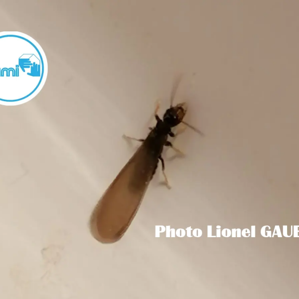 Termites en Tarn-et-Garonne - 82 - Lionel GAUBERT