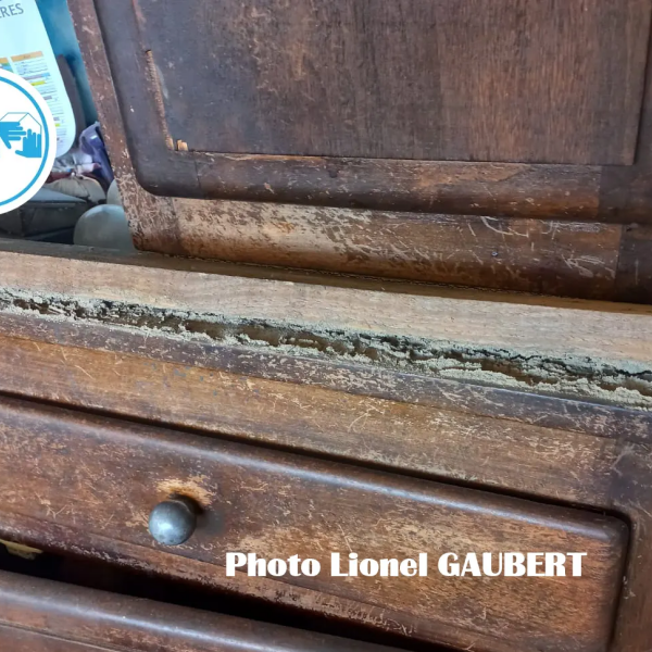 Termites en Tarn-et-Garonne - 82 - Lionel GAUBERT