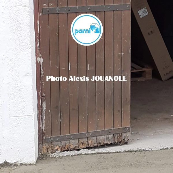 Termites dans les Pyrénées Orientales - 66 - Alexis JOUANOLE