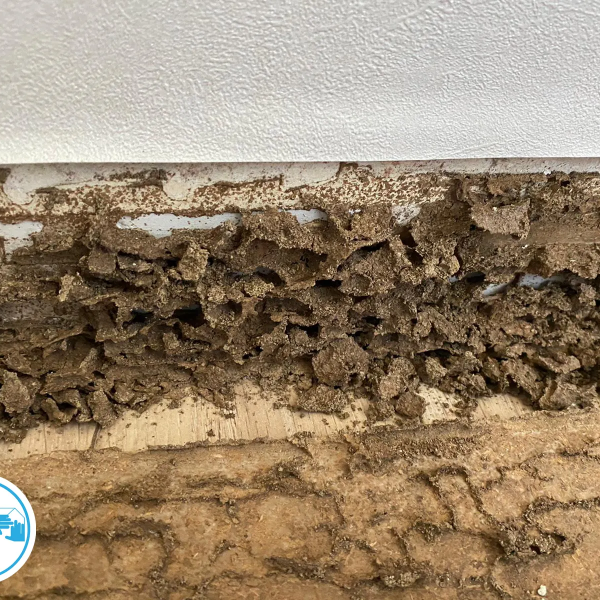 Termites en Haute-Garonne - François MADEC - PAMI