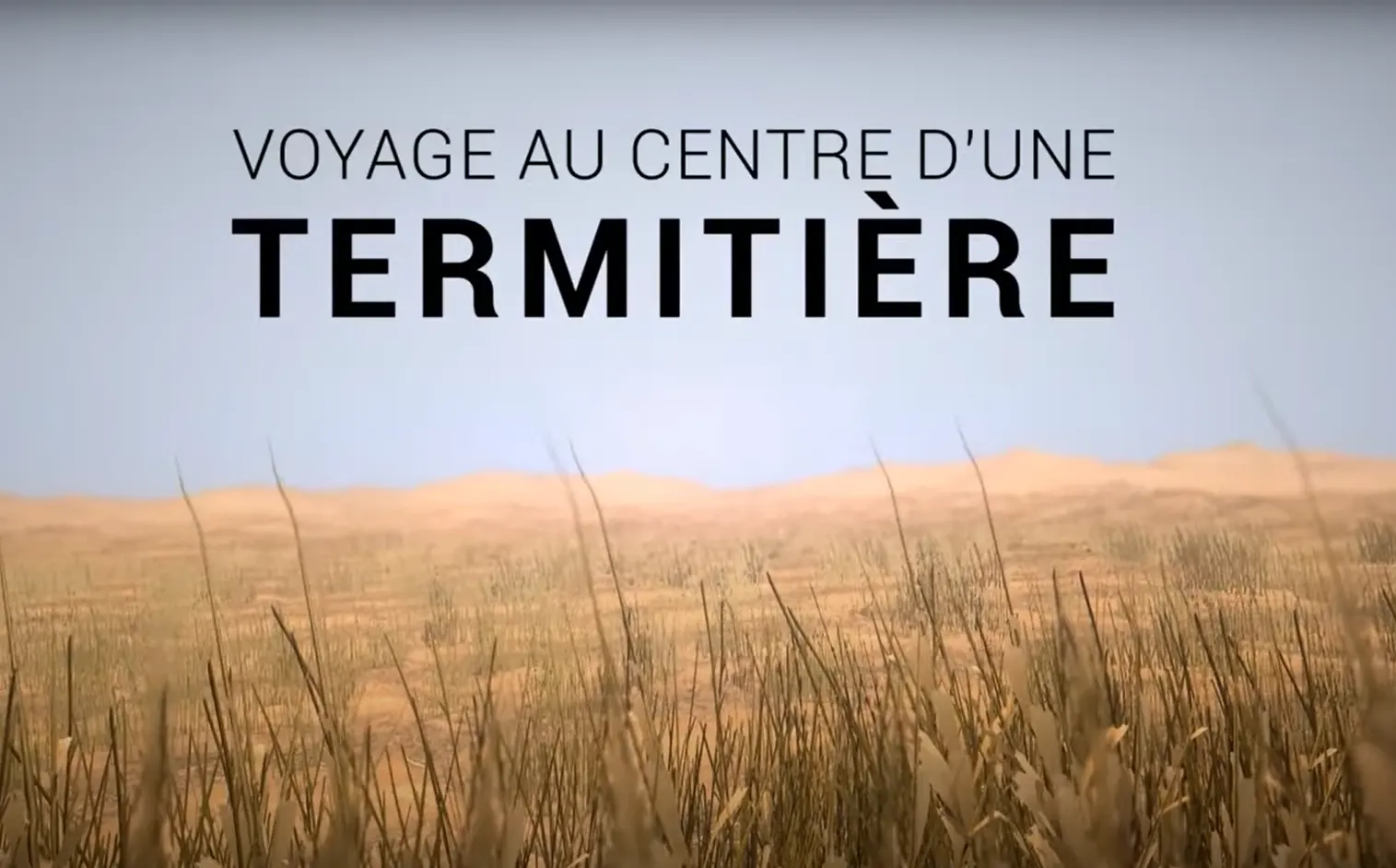 termites-voyage3D