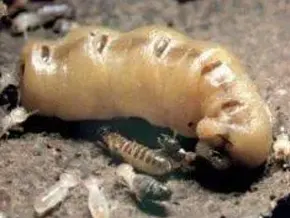 Termites-reine
