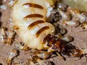 termites-souterrains